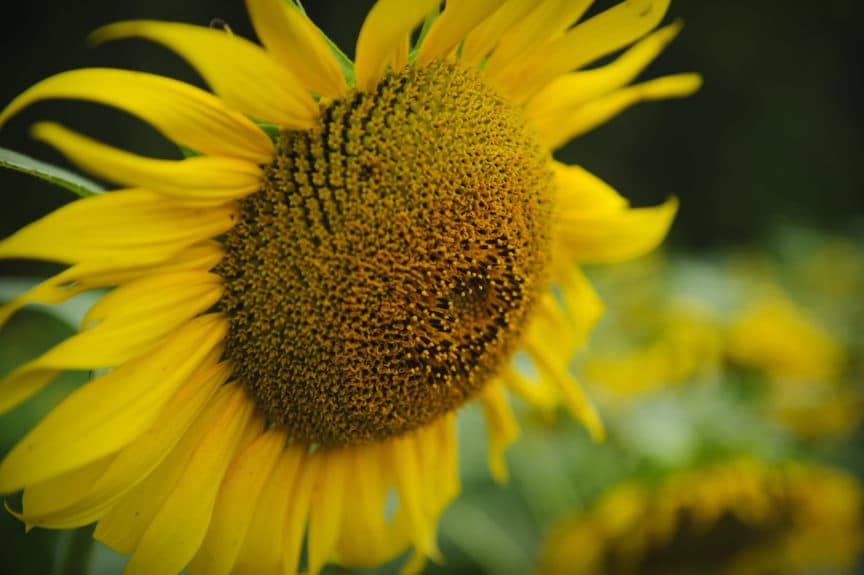 sunflower