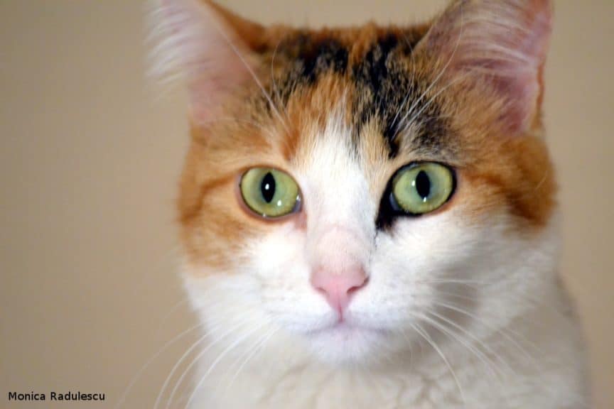 Photograph Animals