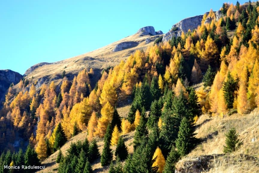 autumn colors
