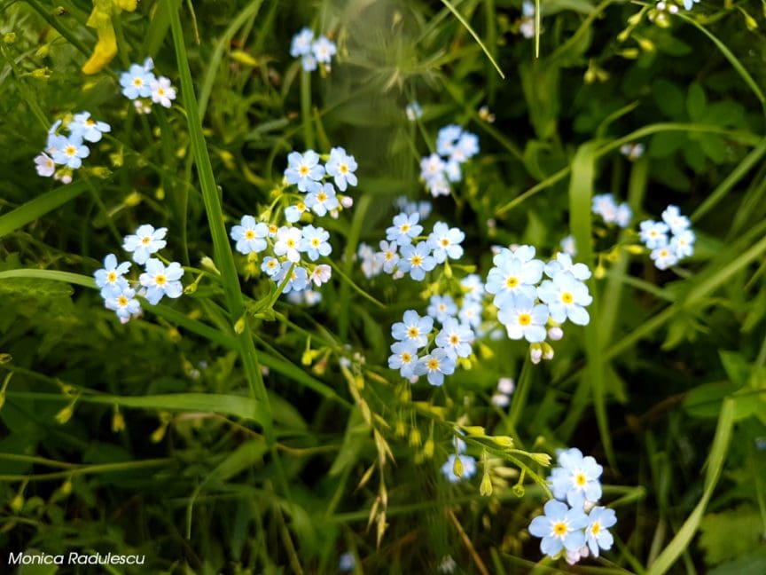 Tips and Tricks for Flower Photography