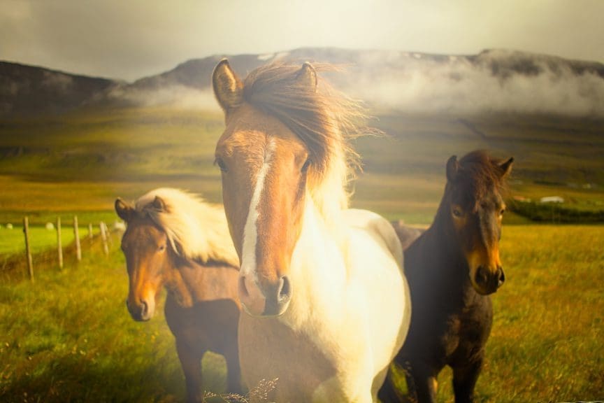 dreamy photograph