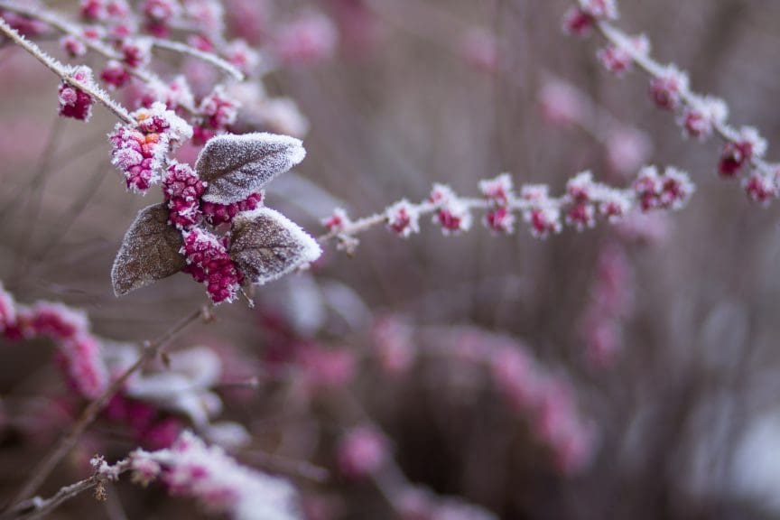 Photographing Winter Colors