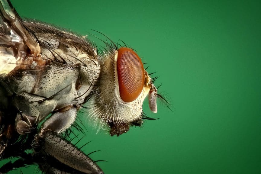 Try Macro Photography