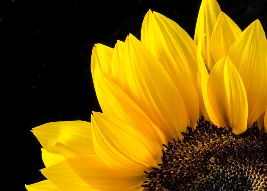 Focus Stacking