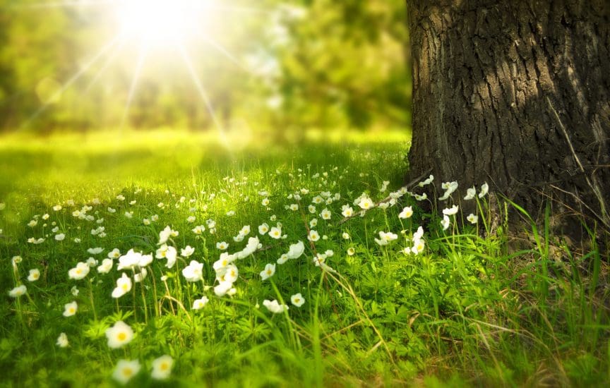 Flash for Nature Photography