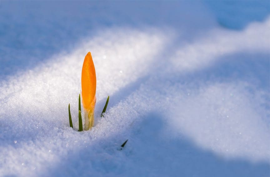Spring Photography