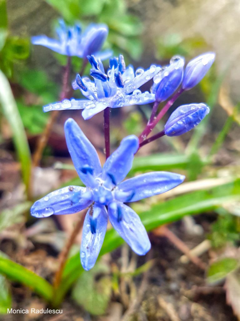 Photograph Wildflowers