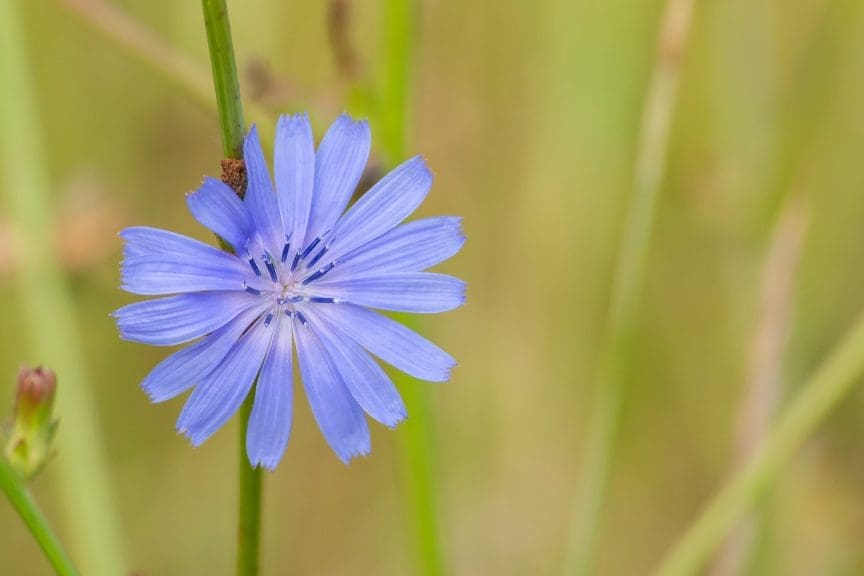 Photograph Wildflowers