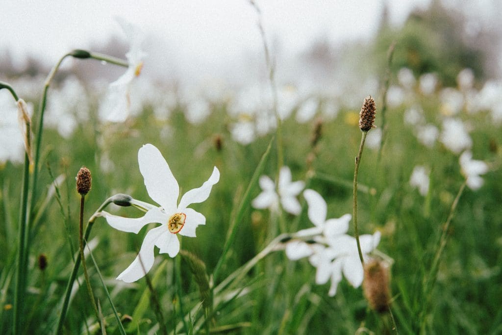 Photograph Wildflowers