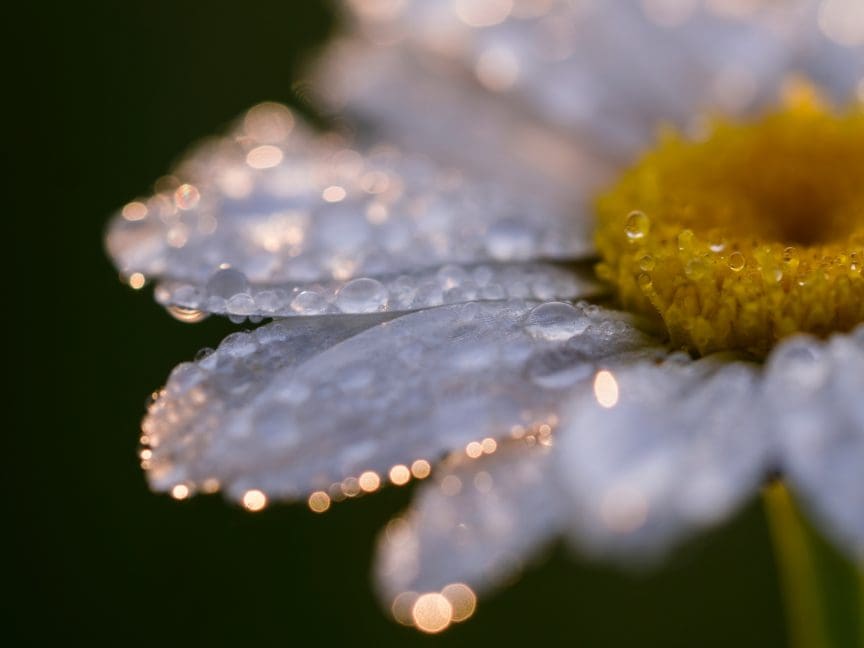 Macro Flower Photography
