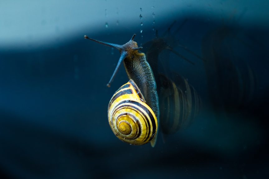 Background for Macro Photography