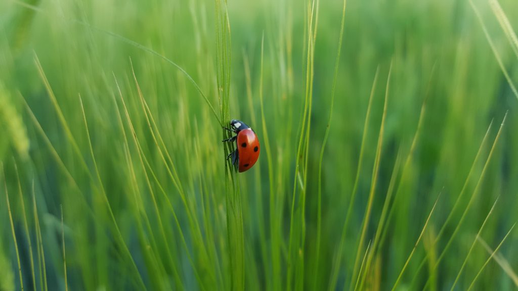 Background for Macro Photography