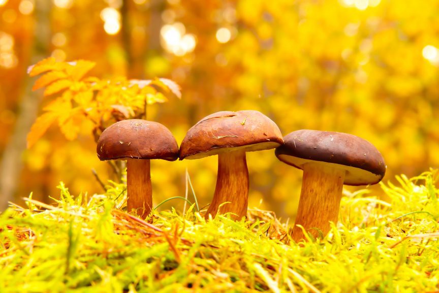 Mushroom Photography