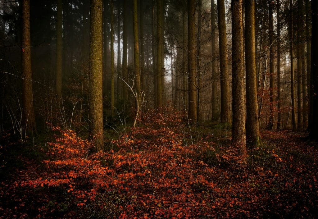 Forest Photography